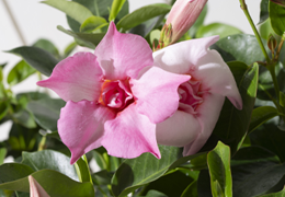 サンパラソル Collection花苗 