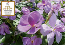 サニープリンセス花苗 ブルー