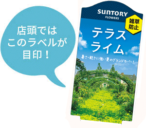 テラス ライム苗のラベル