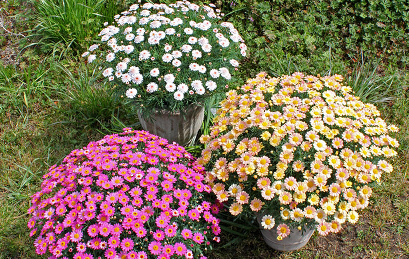 ボンザマーガレット 花苗 ガーデニング 園芸 サントリーフラワーズ