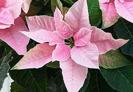 プリンセチア花鉢 ピンクホワイト