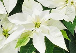 プリンセチア花鉢 ピュアホワイト