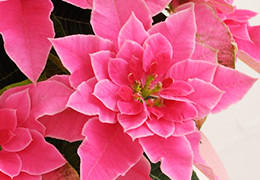 プリンセチア花鉢 ローザ