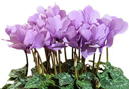 セレナーディア花鉢 ライラックフリル