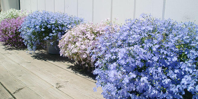 アズーロコンパクト 花苗 ガーデニング 園芸 サントリーフラワーズ