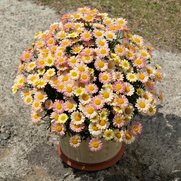 ボンザマーガレット 花苗 ガーデニング 園芸 サントリーフラワーズ