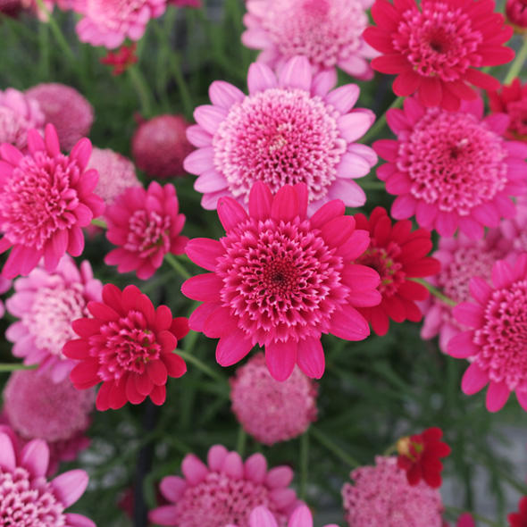 ボンザマーガレット 花苗 ガーデニング 園芸 サントリーフラワーズ