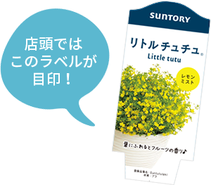 リトルチュチュ 花苗 ガーデニング 園芸 サントリーフラワーズ
