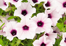 サフィニアブーケ 花苗 ガーデニング 園芸 サントリーフラワーズ