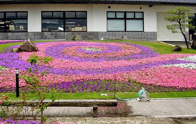 タピアン 花苗 ガーデニング 園芸 サントリーフラワーズ