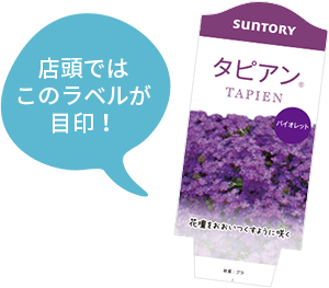 タピアン 花苗 ガーデニング 園芸 サントリーフラワーズ