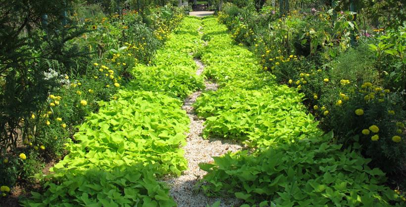 テラス ライム 強力な被覆力で、雑草がはびこる暇なし！