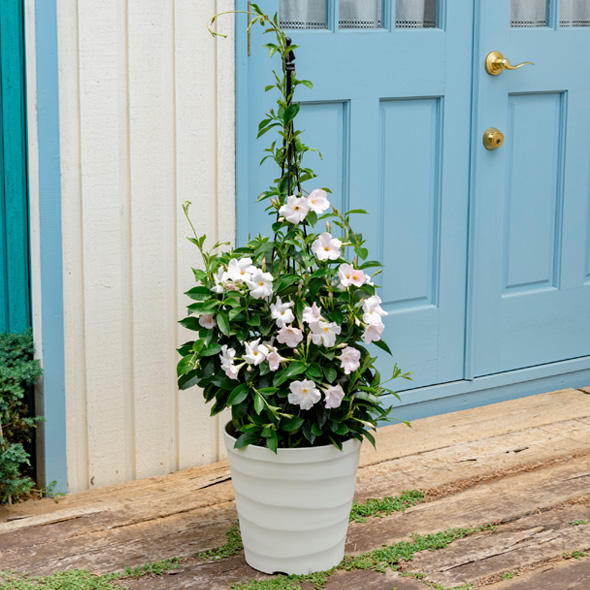 サンパラソルビューティ 花苗 ガーデニング 園芸 サントリーフラワーズ