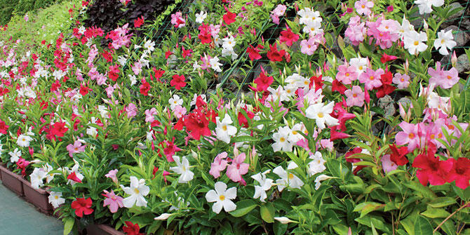 サンパラソルビューティ 花苗 ガーデニング 園芸 サントリーフラワーズ