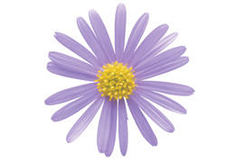 星空マム花苗 ブルー