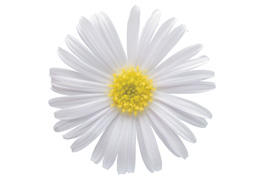 星空マム花苗 ホワイト