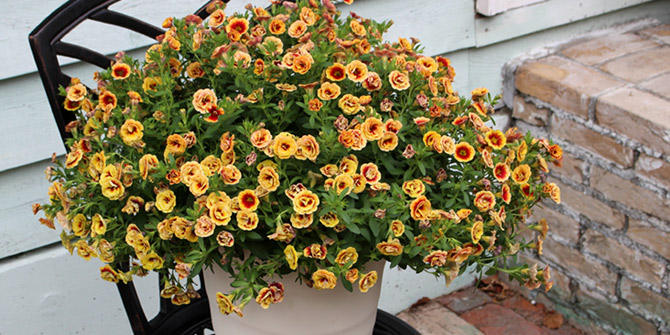 ミリオンベルプチホイップ 花苗 ガーデニング 園芸 サントリーフラワーズ ミリオンベルプチホイップ 花苗 ガーデニング 園芸 サントリーフラワーズ