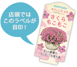 サフィニアプチ花苗のラベル