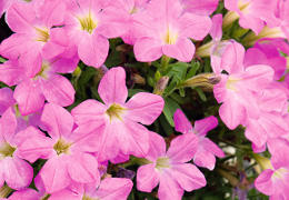 サフィニアプチ花苗 さくらもこもこ