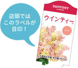 ウインティー花苗のラベル