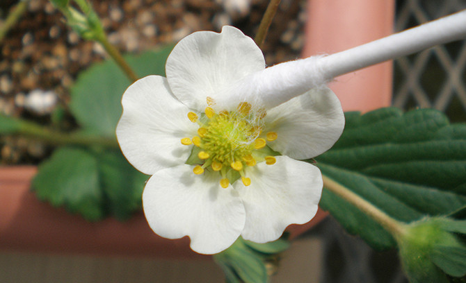 イチゴの育て方 家庭菜園 サントリーフラワーズ