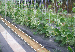 キュウリの育て方 家庭菜園 サントリーフラワーズ