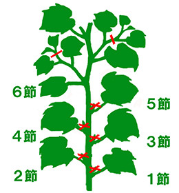 キュウリの育て方 家庭菜園 サントリーフラワーズ