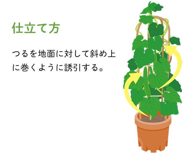 仕立て​方：つるを​地面に​対して​斜め上に​巻くように​誘引する。​