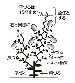 メロンの育て方 家庭菜園 サントリーフラワーズ