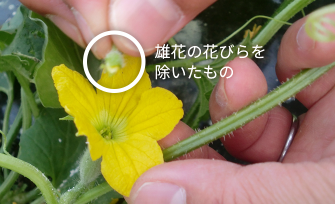 メロンの育て方 家庭菜園 サントリーフラワーズ