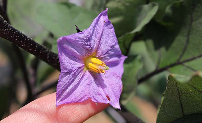 ナスの育て方 家庭菜園 サントリーフラワーズ