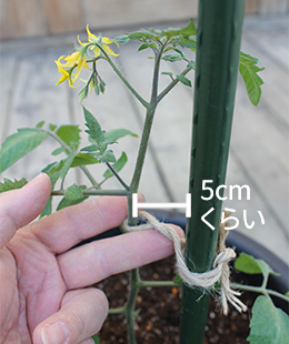 トマトのプランター植え付け