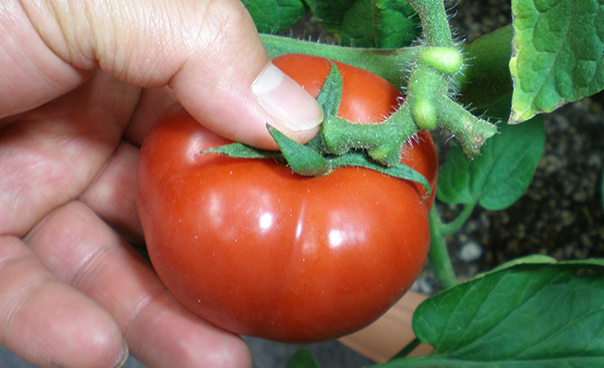 トマトの実のもぎとり方