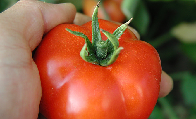 収穫時トマトの果梗のきり方