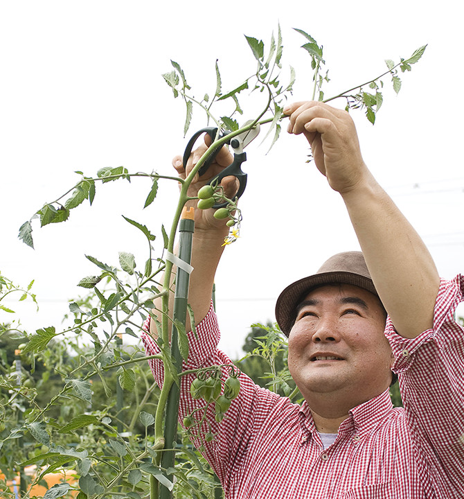 藤田先生によるトマトの摘芯　切る前