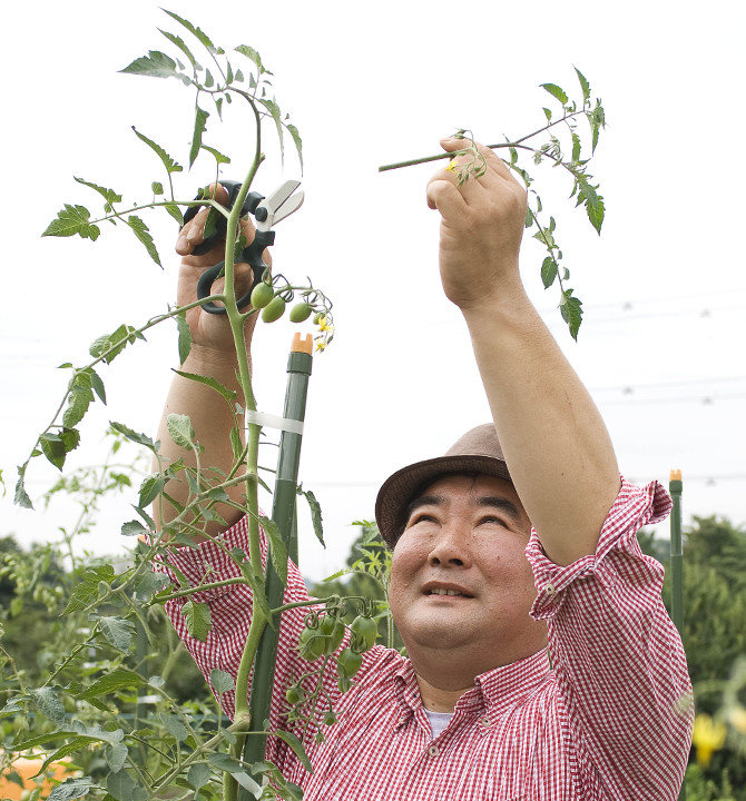 藤田先生によるトマトの摘芯　切った後