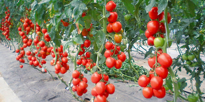 トマトの育て方でよくあるご質問