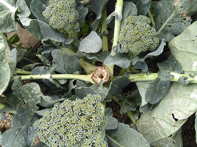 側花蕾が出現しやすい​本気野菜のブロッコリー​