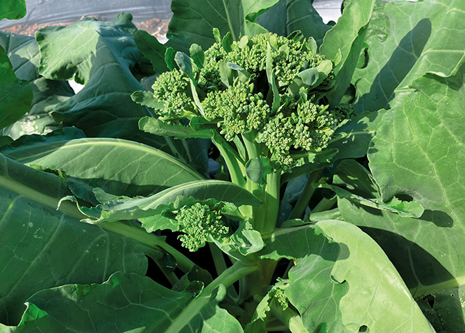 濃い花野菜　早摘みやわらか茎ブロッコリー収穫​