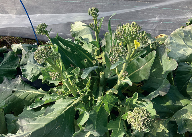 早摘みやわらか茎ブロッコリー側花蕾