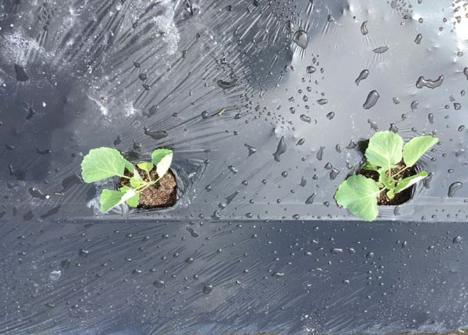 キャベツの植えつけ