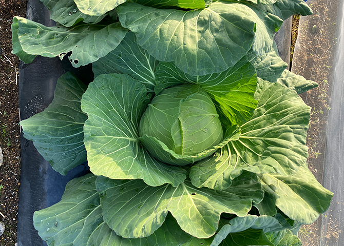 キャベツ収穫