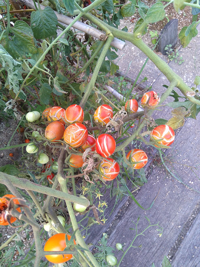 トマト 家庭菜園q A サントリーフラワーズ