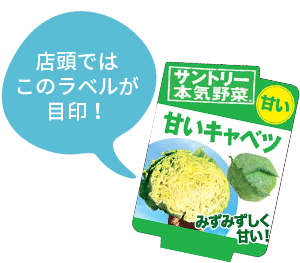 甘いキャベツ