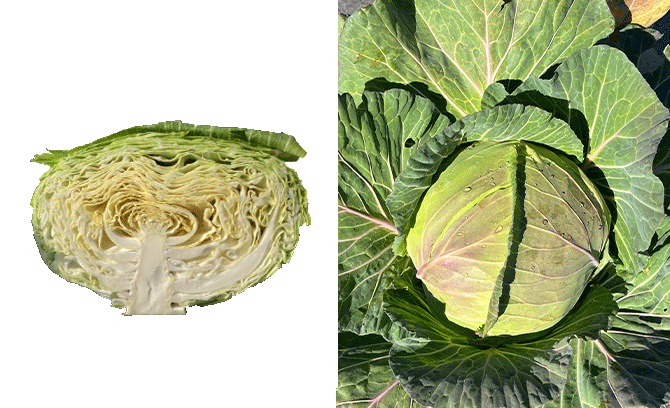 本気野菜甘いキャベツ