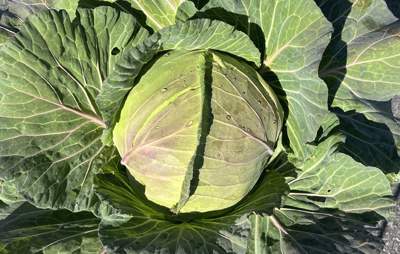 本気野菜甘いキャベツ