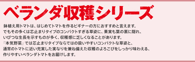 �x�����_���n�V���[�Y ���A���p�g�}�g�́A�͂��߂ăg�}�g�����r�M�i�[�̕��ɂ������߂ƌ����܂��B�ł����̑����͐c�~�܂�^�C�v�̃R���p�N�g�����鑐�p�ɁA�ʎ����t�̗��ɉB��A���тȐ������������̂������A���n���ɖR�����Ȃ��Ă��܂��܂��B�u�{�C��؁v�ł͐c�~�܂�^�C�v�Ȃ�ł͂̈����₷���R���p�N�g�ȑ��p�ƁA�ʏ�̃g�}�g�ɋ߂��[���������Ȃ�����˔��������n�̂�낱�т��������薡�킦��A���₷���x�����_�g�}�g�����͂����܂��B