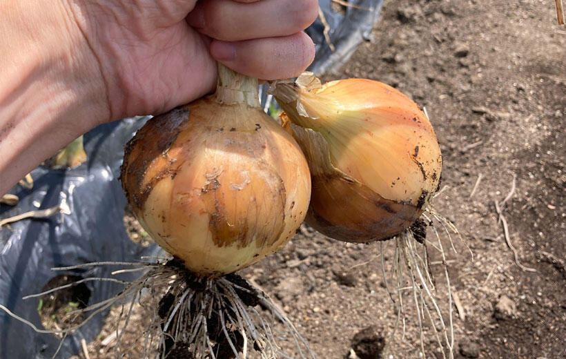 本気野菜たまねぎ	極早生スイート