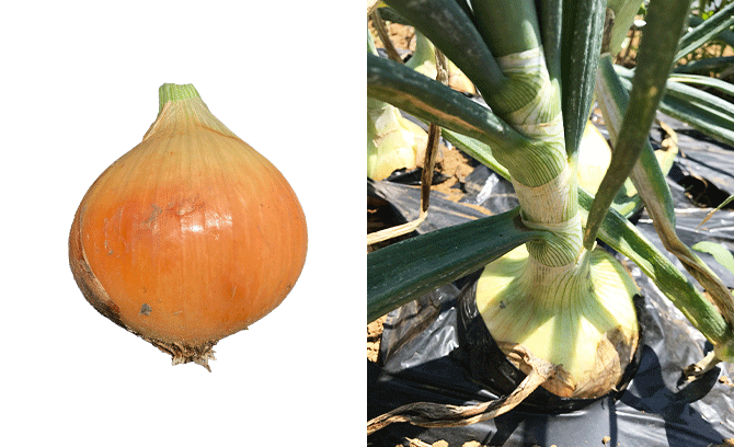 本気野菜たまねぎの極早生スイート