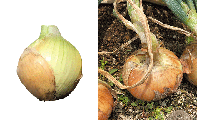 本気野菜たまねぎ　中生コクうま